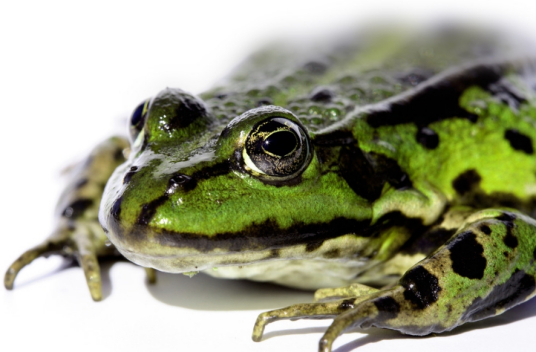 始蛙亚目 百度百科