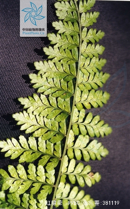  p>红腺蕨,红腺蕨,红腺蕨属,生密林下溪边. /p>