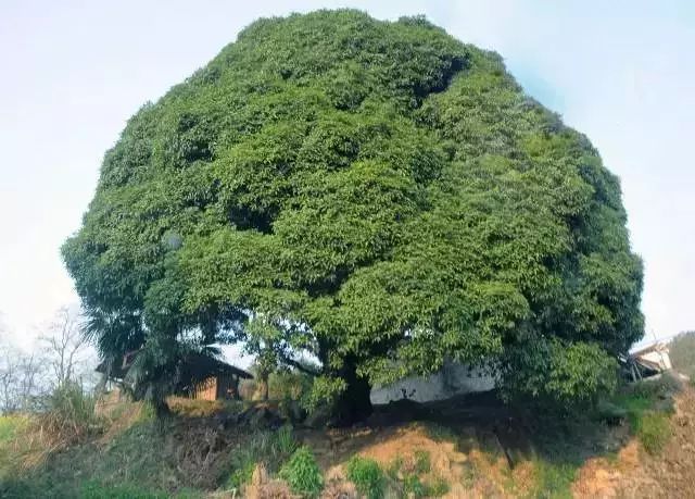 江西树王_百度百科
