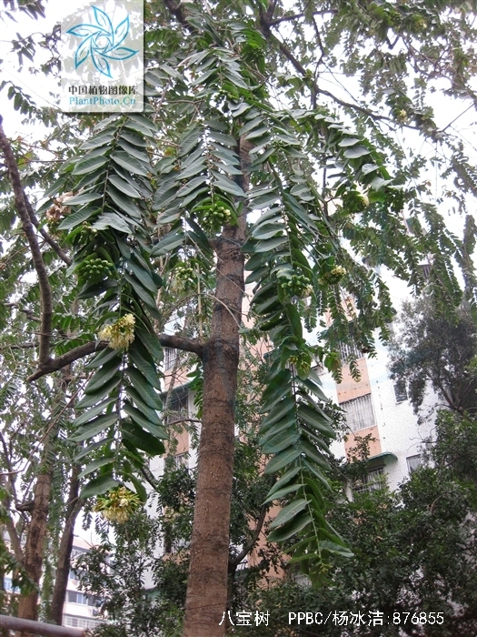 walp)是海桑科八宝树属植物,乔木;树皮褐灰色,有皱褶裂纹;板状根采貂