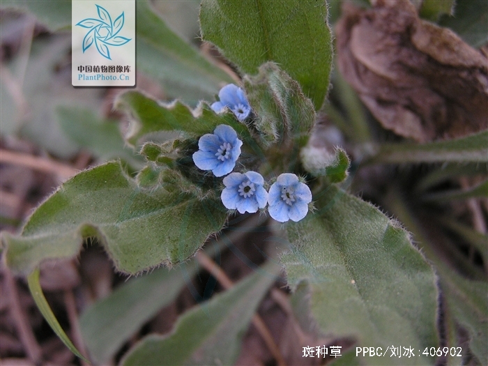  p>斑种草,越年生或一年生草本.