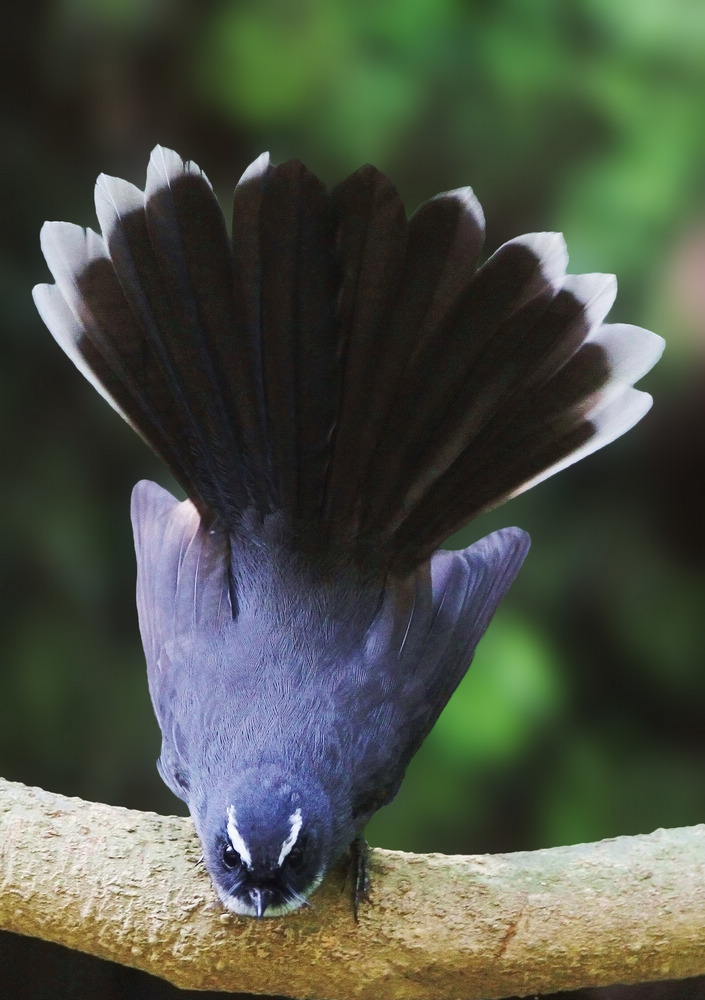  p>亦称扇尾翔食雀(fan-tailed flycatcher).
