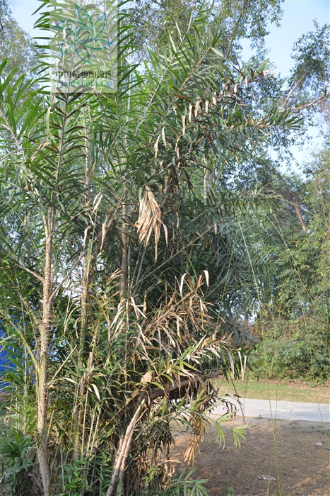 calamus viminalis willd.