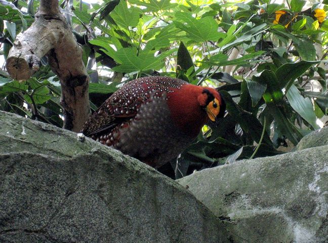  p>灰腹角雉(学名: i>tragopan blythii /i>)体长68厘米,猩红色颈及眉
