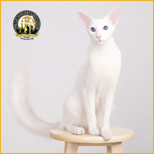 东方长毛猫