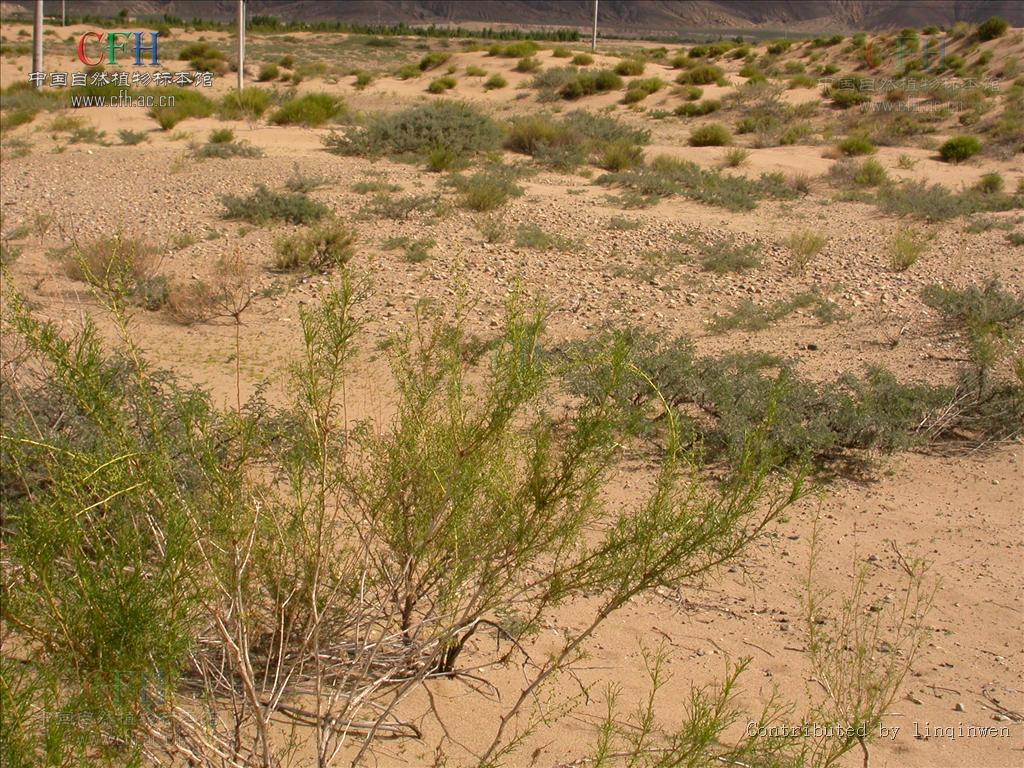  p> b>沙蒿 /b>(学名: i> i>artemisia desertorum /i>  /i>spreng.