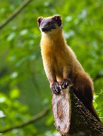  p>黄喉貂(学名: i>martes flavigula /i>):共有10个 a target="