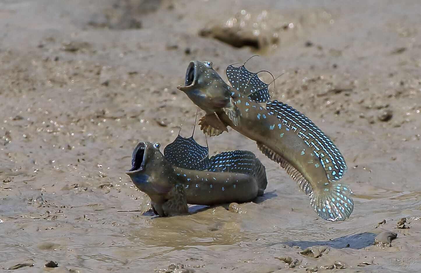  p>弹涂鱼(学名: i>periophthalmus cantonensis /i>)是虾虎鱼科 sup