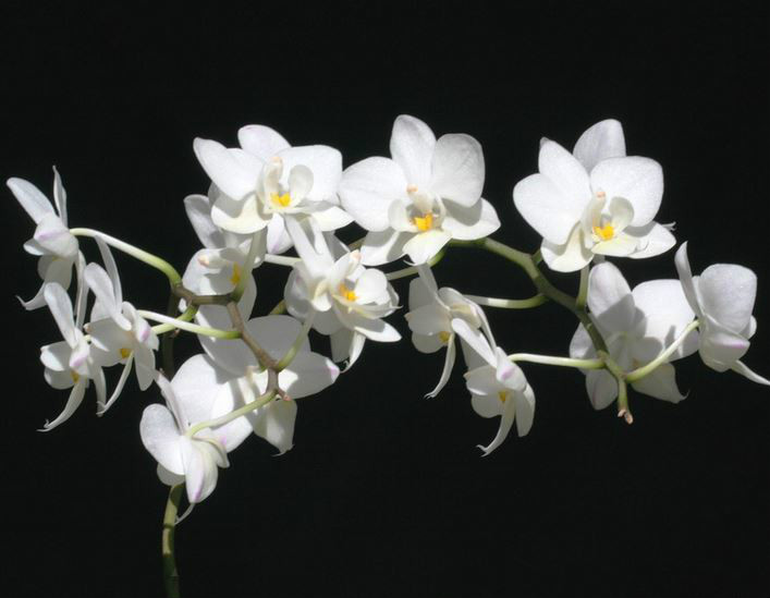  p>五唇兰(学名: i>doritis pulcherrima /i>  lindl.