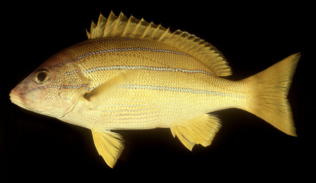  p>四带笛鲷,学名: i>lutjanus kasmira  /i>(forssk  l, 1775),为 a