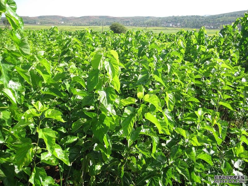  p> a href="#">桑树 /a>( i>morus alba /i> l),又名桑(本草经)家桑