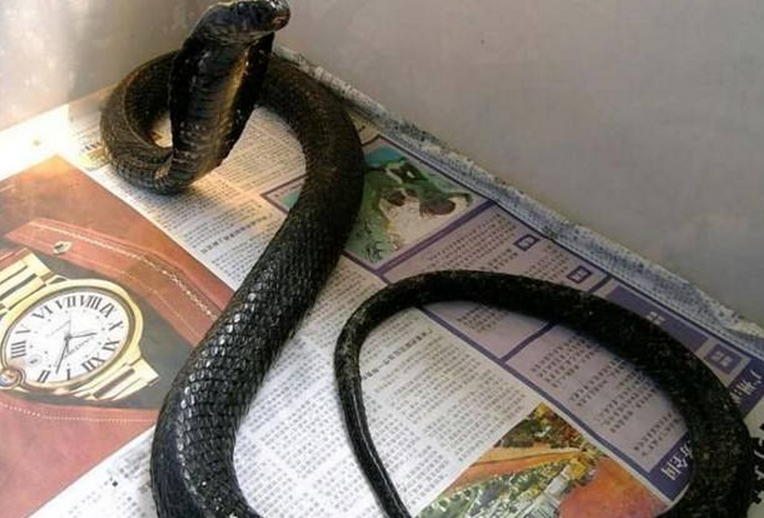  p>唾蛇(学名:hemachatus haemachatus)是蛇亚目眼镜蛇科下一个有毒的