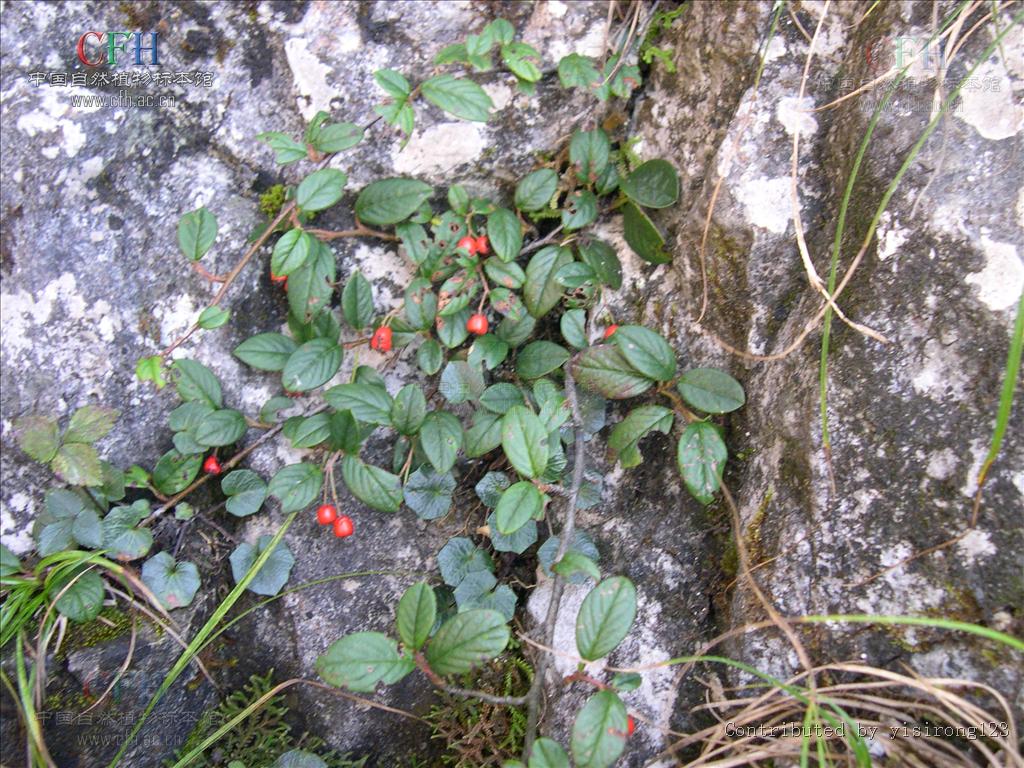 是蔷薇科,栒子属植物,半常绿灌木,多分枝;小枝粗壮.