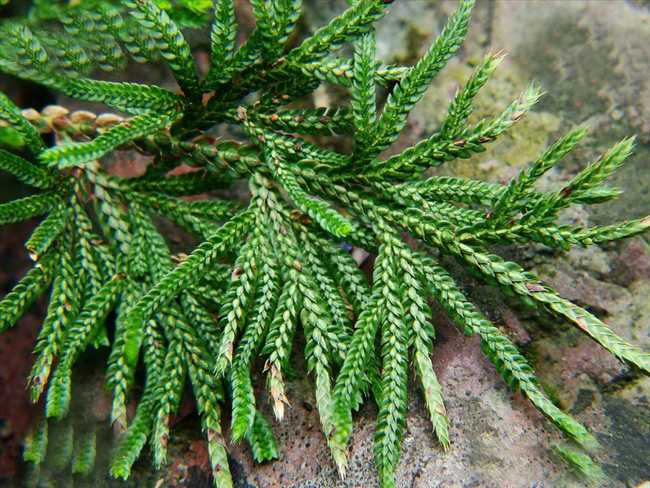  p>旱生卷柏(学名:selaginella stauntoniana spring)是卷柏科卷柏属 