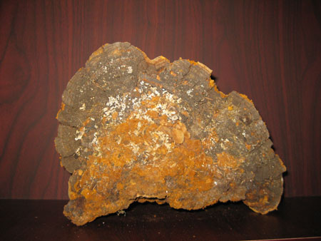 野生松针层孔菌