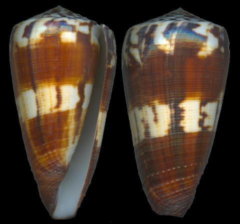  p>线条芋螺是一种 a target="_blank" href="/item/软体动物门