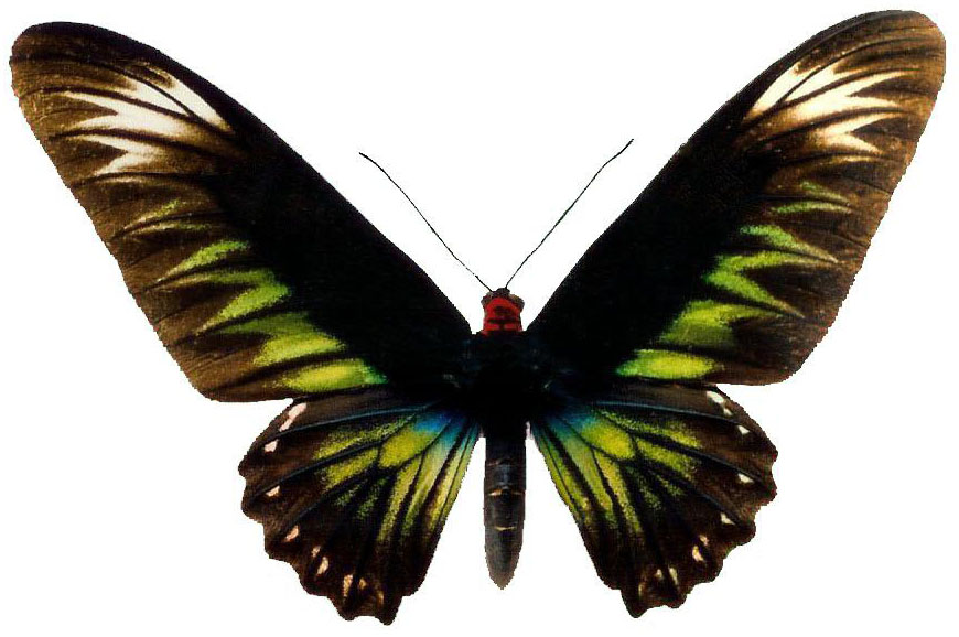 翠叶红颈凤蝶指名亚种