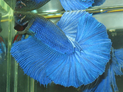  p>泰国斗鱼,学名为 a href="#" data-lemmaid="7658511">五彩搏鱼 /a