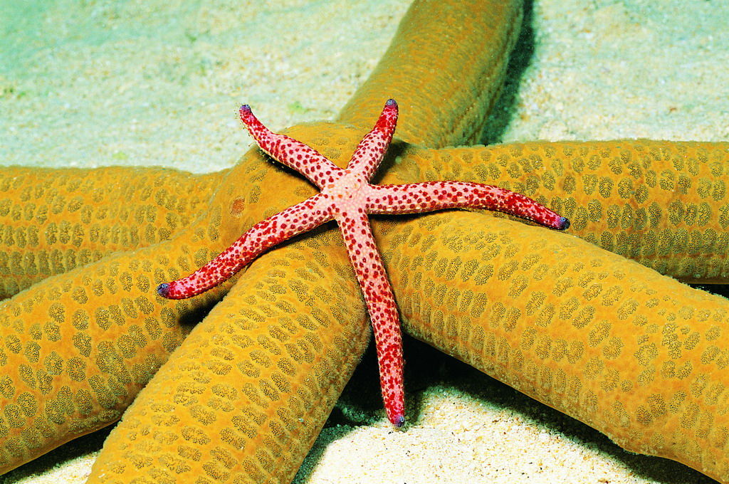  p>海星类starfishes seastars,背腹扁平,呈星形,由中央盘和5个(基数)