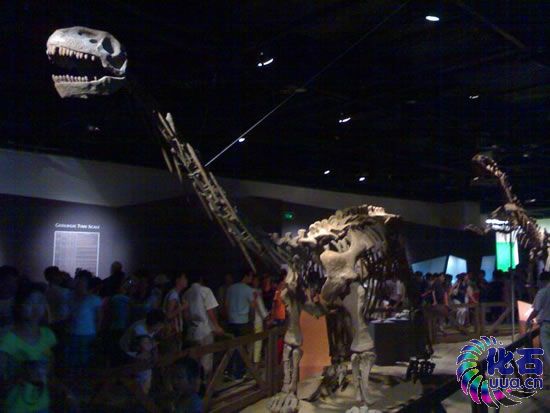  p>巴山酋龙(datousaurus bashanensis)是 a target="_blank" href="