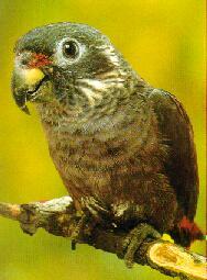  p>暗色鹦鹉(学名: i>pionus fuscus /i>)体长26厘米,体重179-229克.