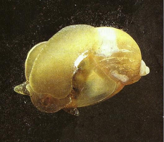  p>母性影响(maternal effect): a href="#" data-lemmaid="5883018">