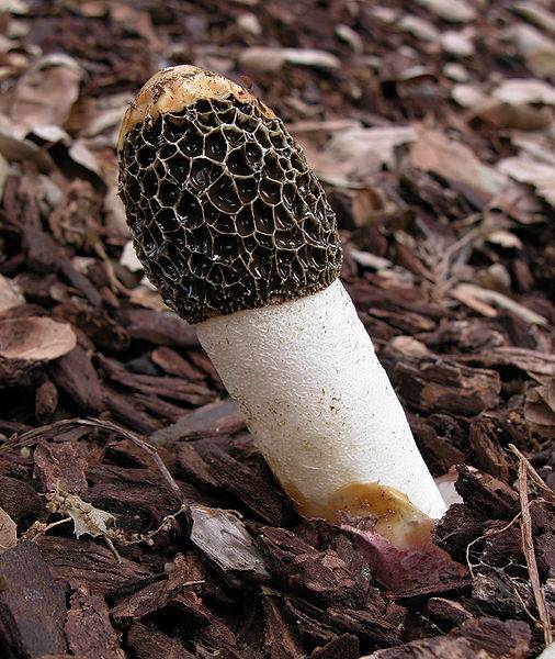 粉托鬼笔_百度百科