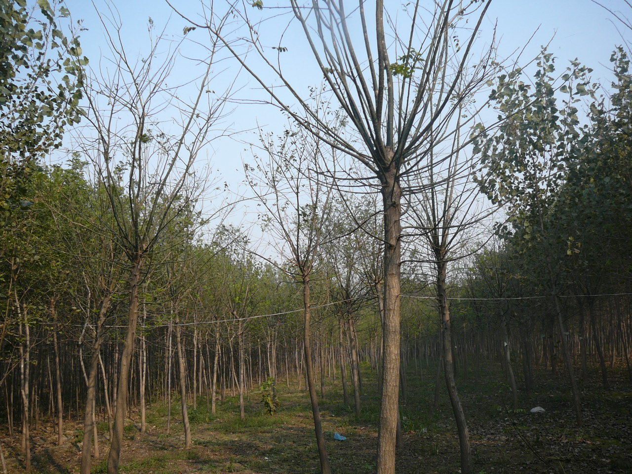 别名: a href="#">槐树 /a>, a href="#">槐蕊 /a>, a href="#">豆