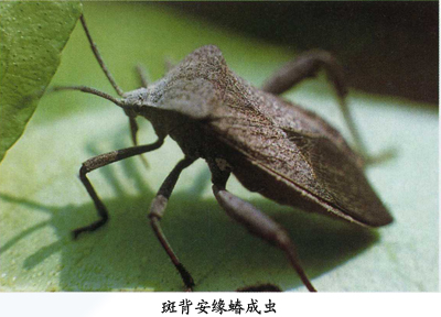 斑背安缘蝽
