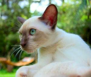  p>东奇尼猫是英美两地用 a target="_blank" href="/item/暹罗猫