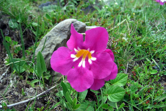  p>藏波罗花为紫葳科矮小宿根草本植物.