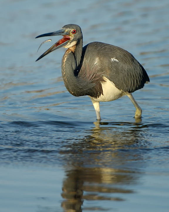 tricoloured heron