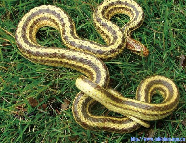  p>白条锦蛇 i>(学名:elaphe dione /i>),别名枕纹锦蛇,麻蛇.