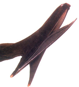 宽咽鱼,又称吞鳗,吞噬鳗,咽囊鳗等,是辐鳍鱼纲囊鳃鳗目宽咽鱼科的