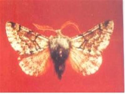 春尺蠖 百度百科