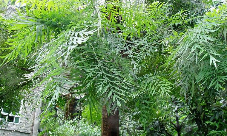  p>银桦( i>grevillea robusta /i>)大乔木,高可达20米; a target="