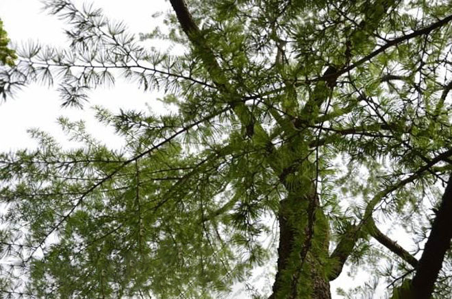  p data-id="gn926kq2kb">金松科又名伞松科,只有1 a target="_blank"