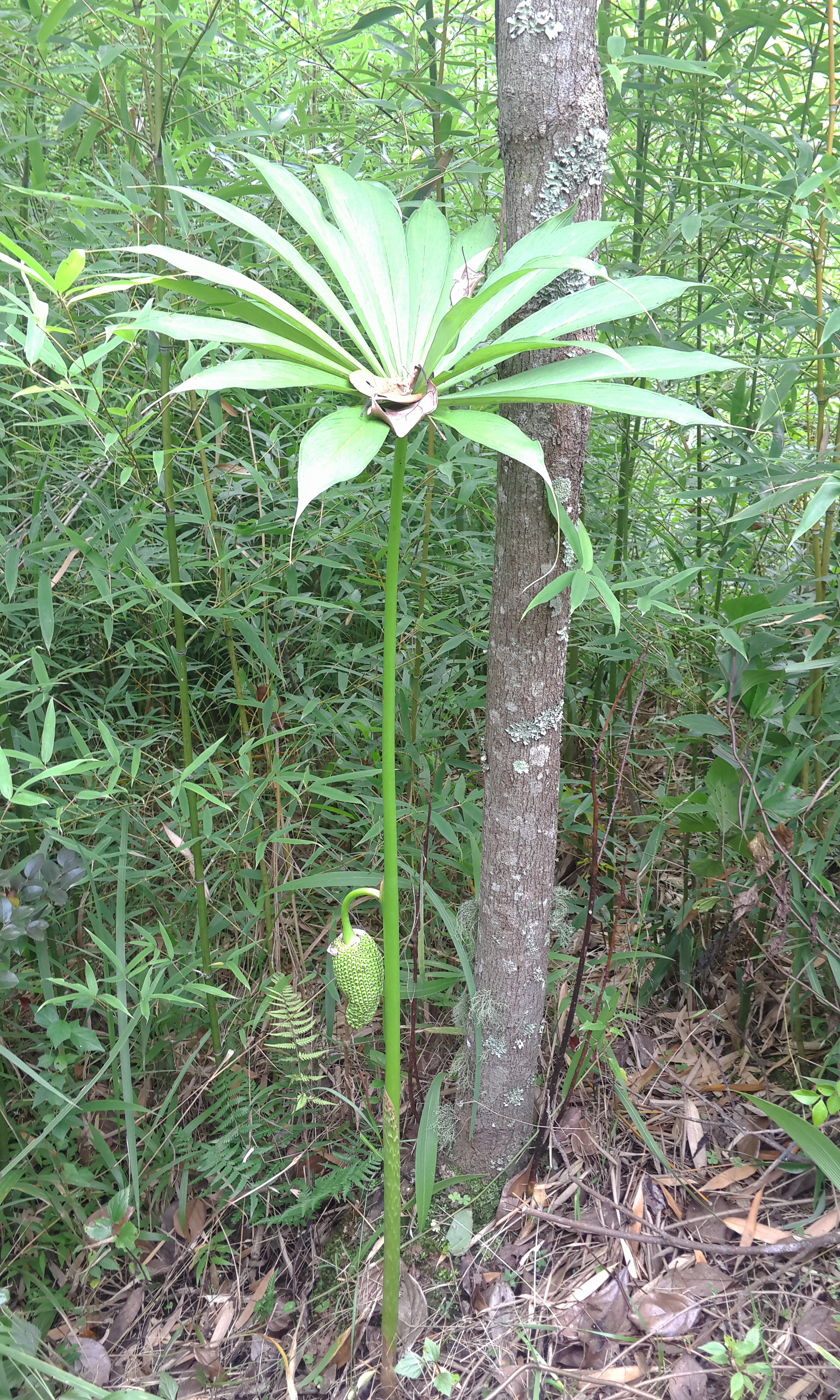  p>虎掌是 a target="_blank" href="/item/天