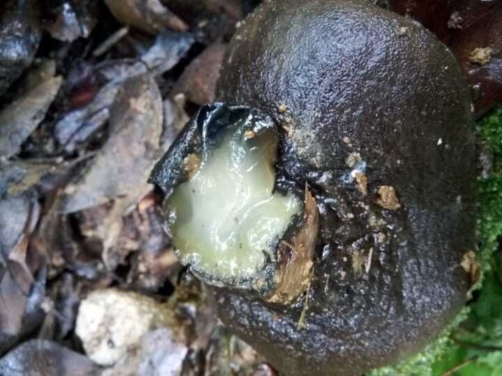 这是人们称其为猪嘴蘑的一个原因,还有一个原因是人若吃多了这种蘑菇