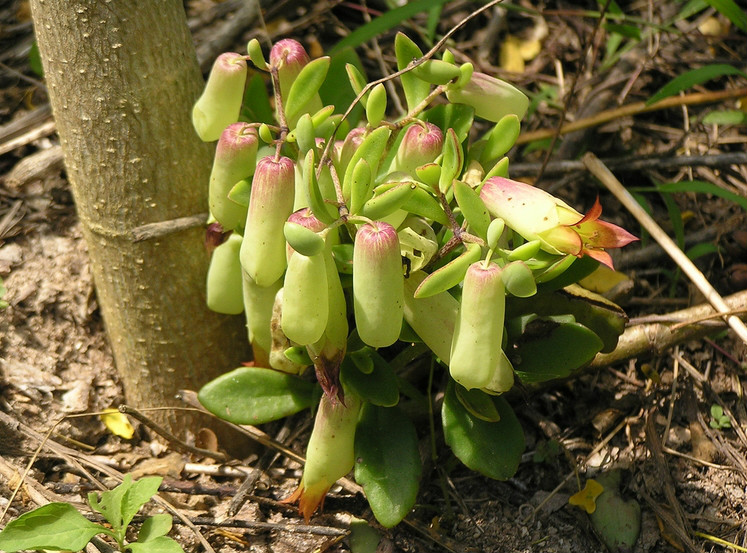  p>落地生根(学名: i>bryophyllum pinnatum /i>  (lam.