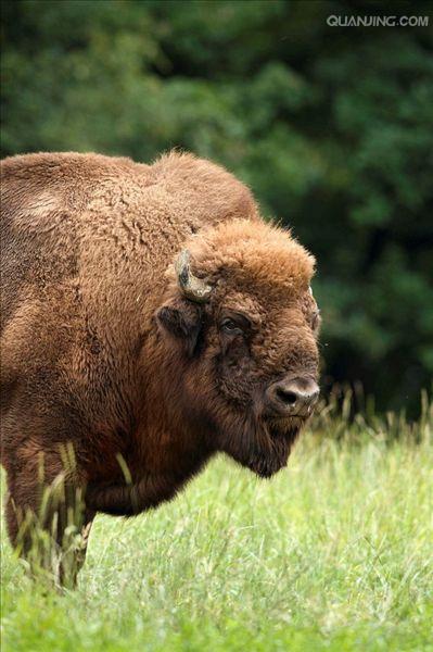 data-lemmaid="10312279">食草动物 /a>,拥有非常庞大的体型