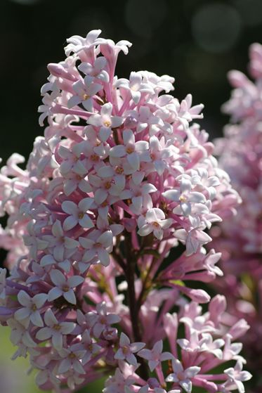  p>云南丁香(学名: i>syringa yunnanensis /i> franch.