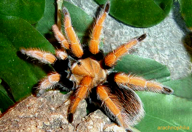 墨西哥火脚蜘蛛