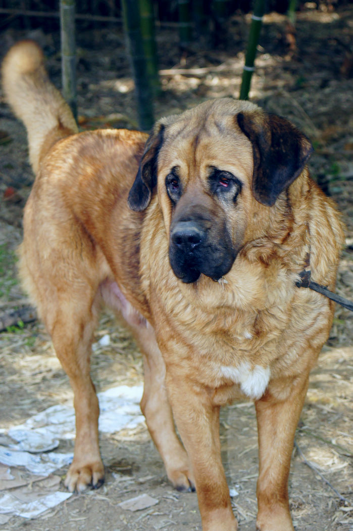  p> a href="#">马士提夫 /a>犬的 a href="#">英文 /a>名为:mastiff.