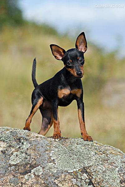  p>迷你杜宾犬起源于19世纪的 a href="#" data-lemmaid="147953">