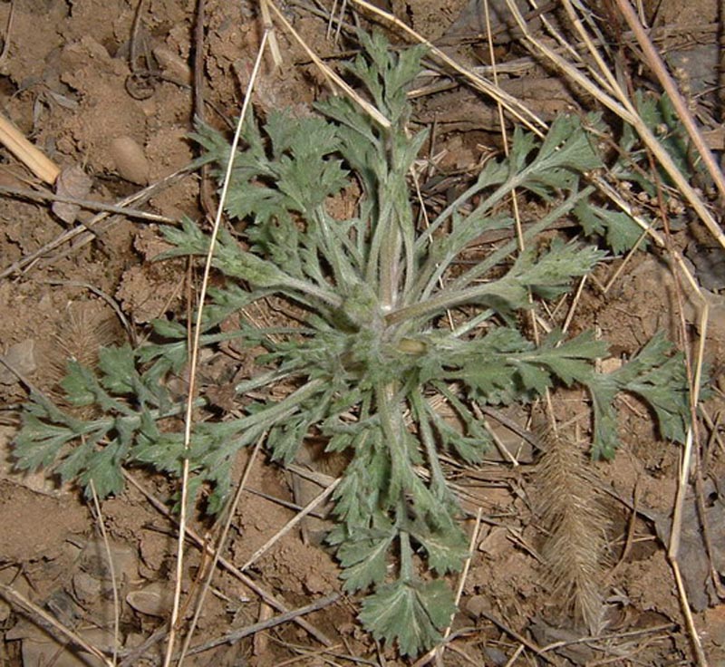 artemisia leucophylla