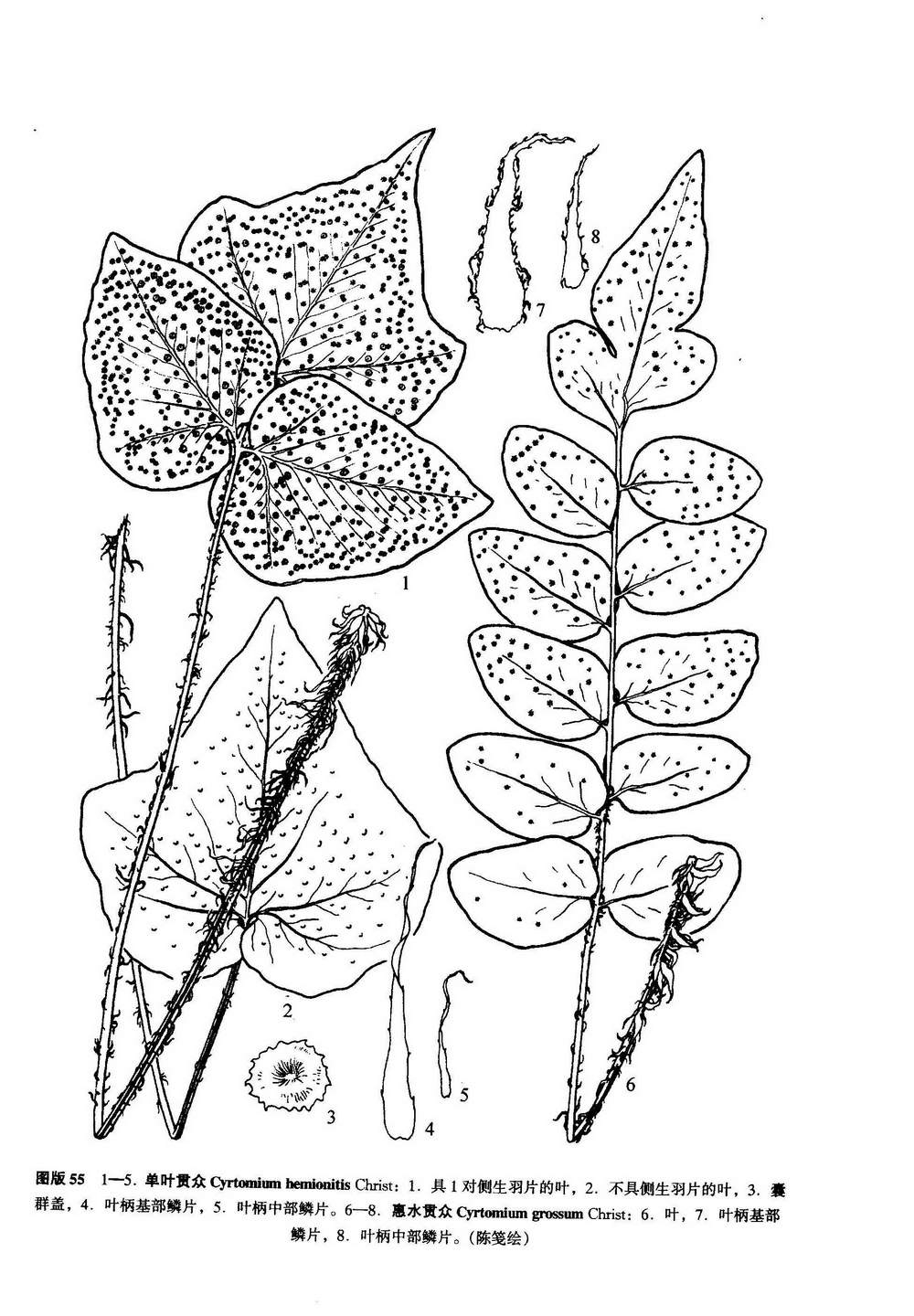  p>单叶贯众,鳞毛蕨科植物,多年生草本植物.