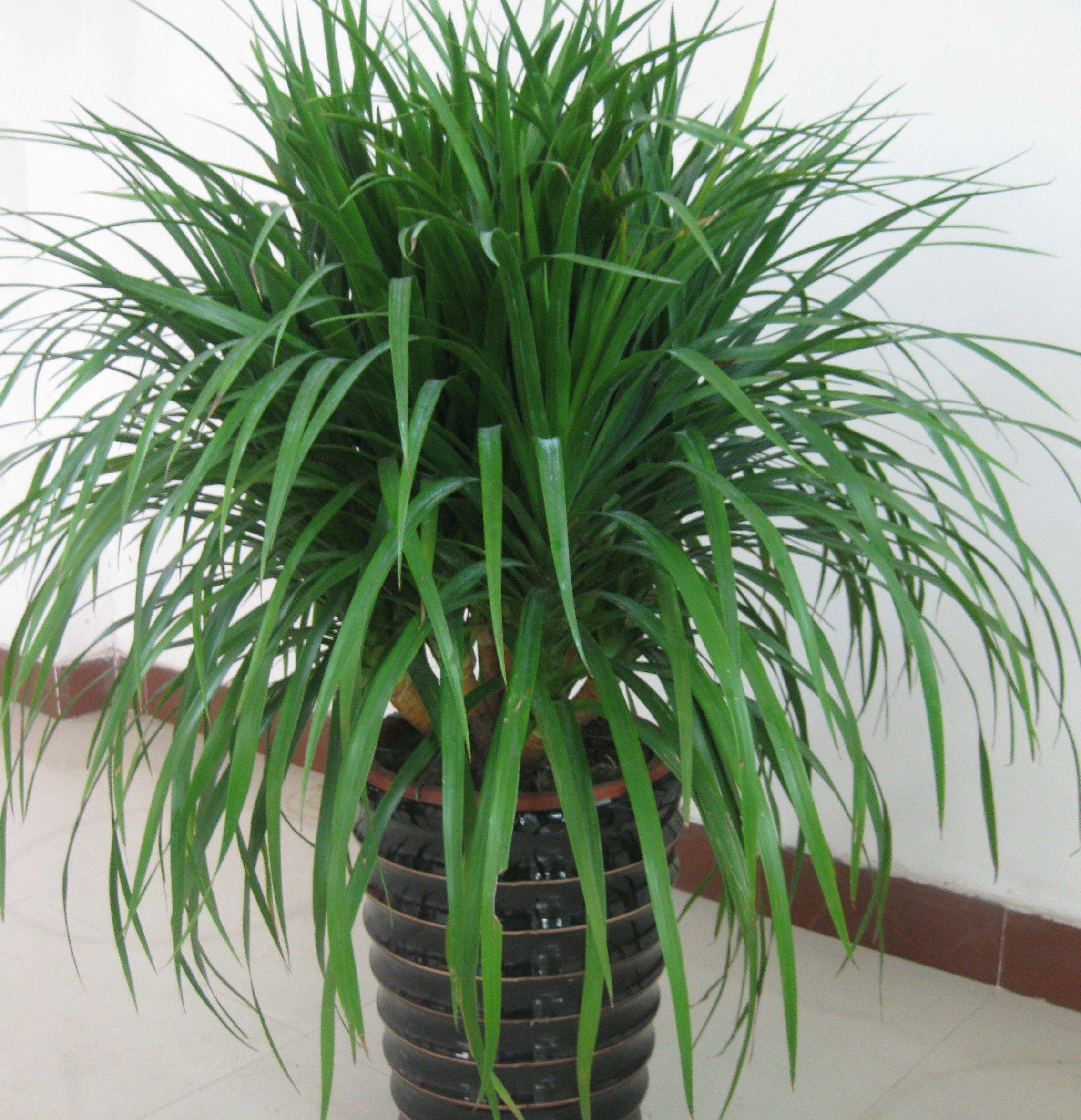  p>龙血树(学名: i>dracaena draco /i> (l.) l.