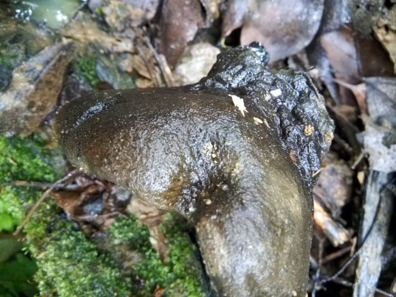 这是人们称其为猪嘴蘑的一个原因,还有一个原因是人若吃多了这种蘑菇