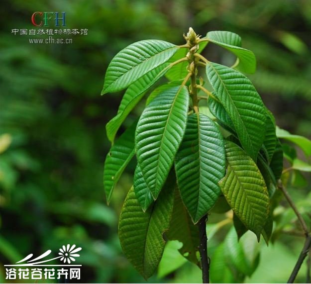  p>灰背叶柯(学名: i>lithocarpus hypoglaucus /i>)为 a href="#">